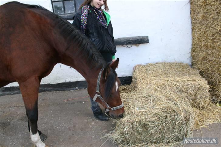Anden særlig race st. oliver af vsr billede 16