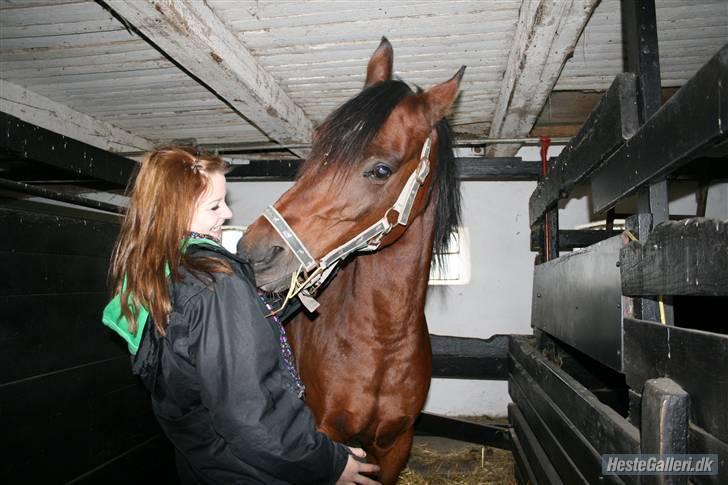Anden særlig race st. oliver af vsr billede 18