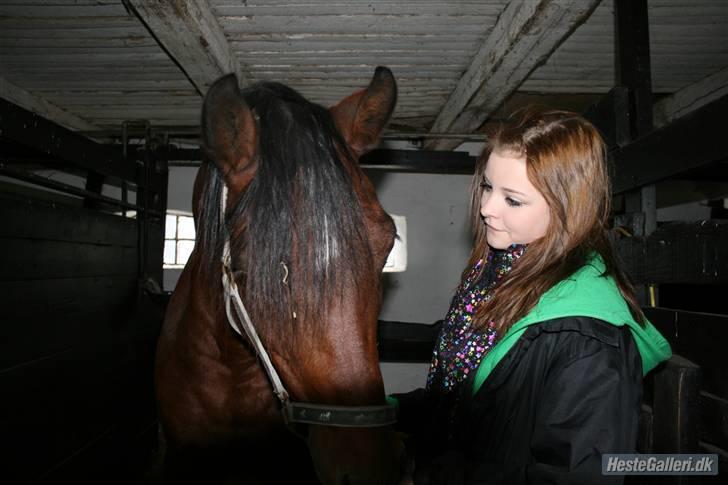 Anden særlig race st. oliver af vsr billede 20