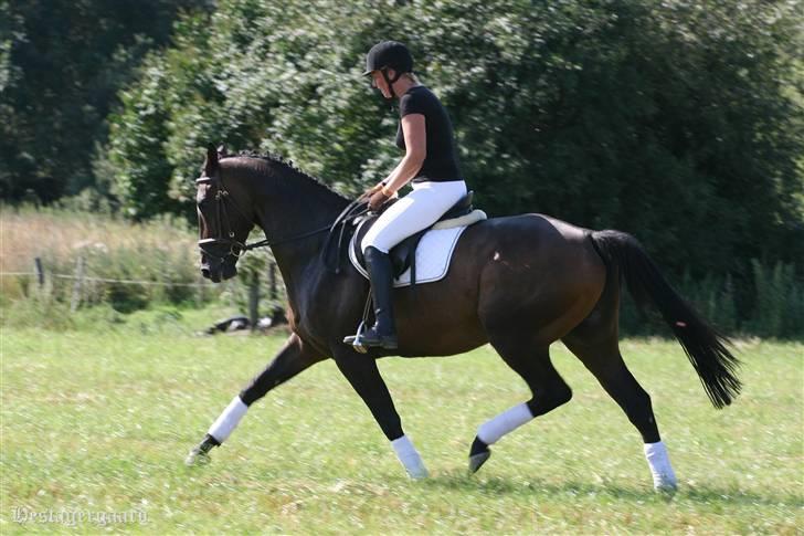 Fuldblod (XX) Naval Prince (IRE) billede 1