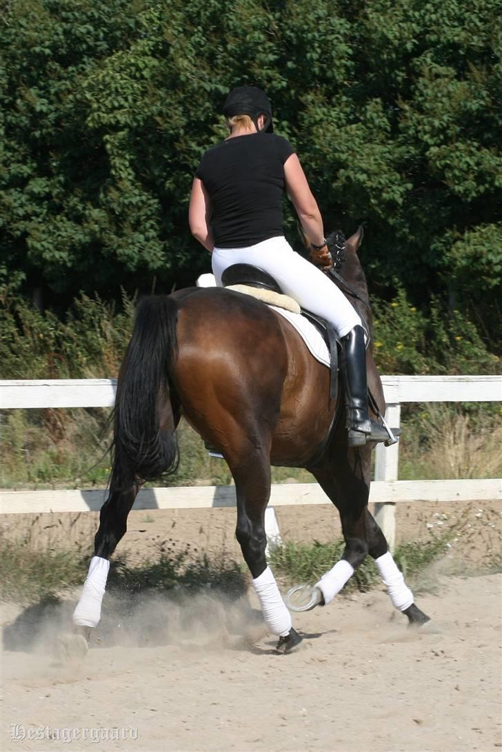 Fuldblod (XX) Naval Prince (IRE) billede 2