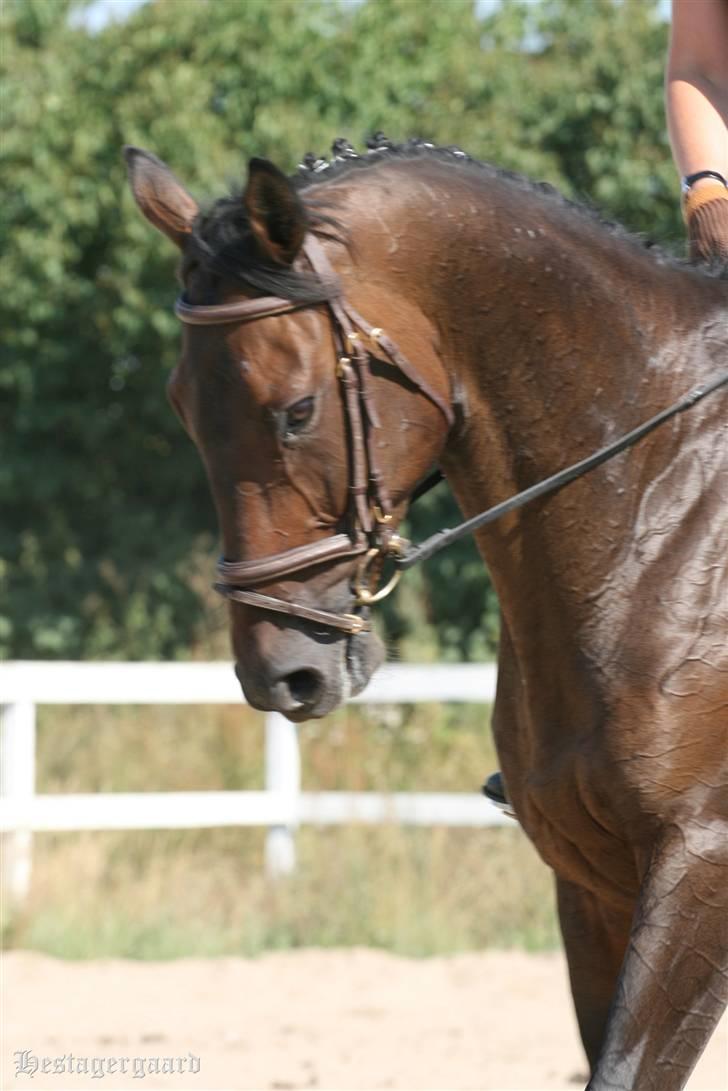 Fuldblod (XX) Naval Prince (IRE) billede 3