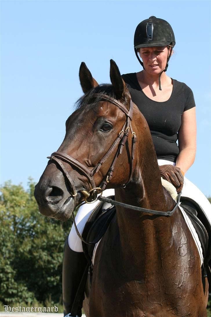 Fuldblod (XX) Naval Prince (IRE) billede 4