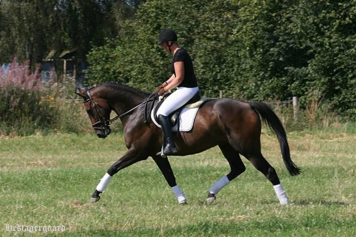 Fuldblod (XX) Naval Prince (IRE) billede 5