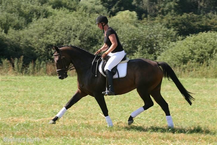 Fuldblod (XX) Naval Prince (IRE) billede 6