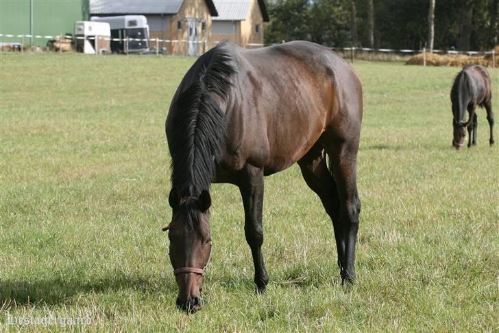 Fuldblod (XX) Naval Prince (IRE) billede 7