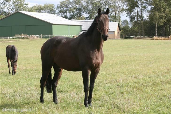 Fuldblod (XX) Naval Prince (IRE) billede 8