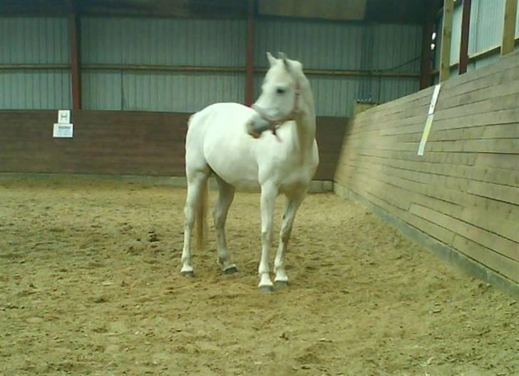 Welsh Pony (sec B) Lintelo Gratitude- SOLGT billede 10