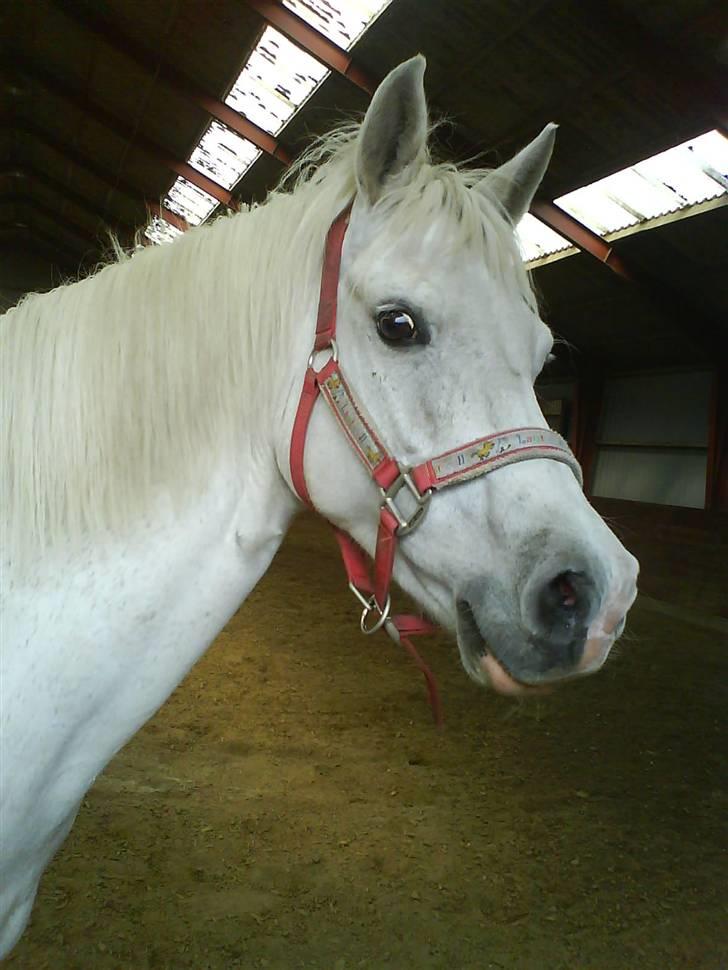 Welsh Pony (sec B) Lintelo Gratitude- SOLGT billede 11