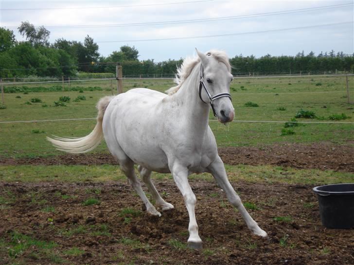 Welsh Pony (sec B) Lintelo Gratitude- SOLGT billede 13