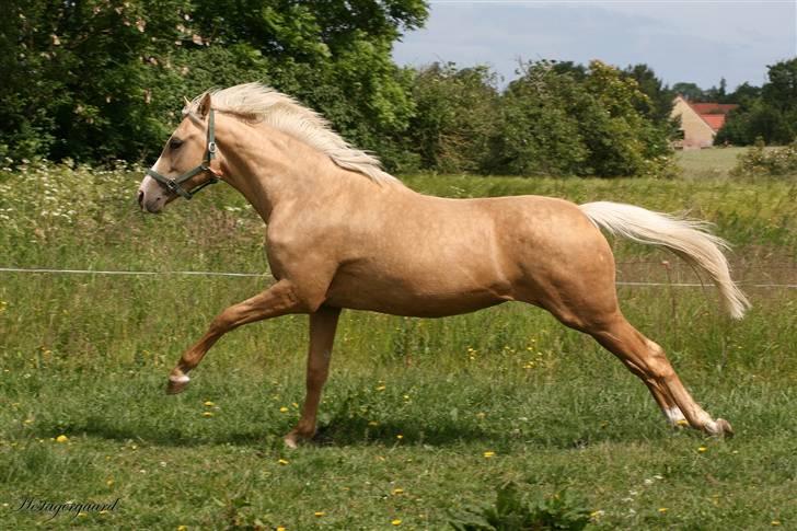 Palomino Pearls Trigger billede 1