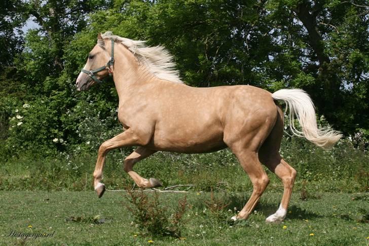 Palomino Pearls Trigger billede 2