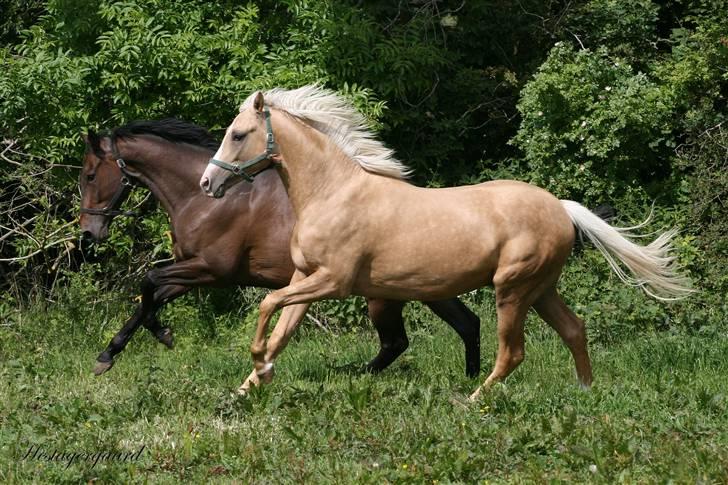 Palomino Pearls Trigger - Trigger og Nalle løber i takt. billede 3