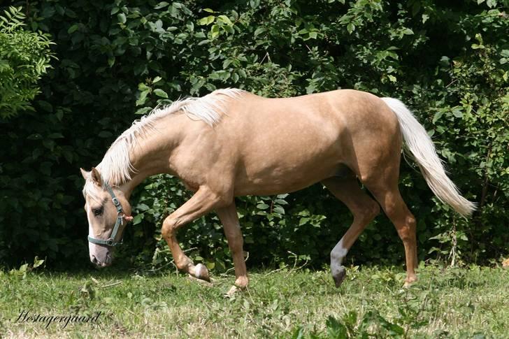 Palomino Pearls Trigger billede 4