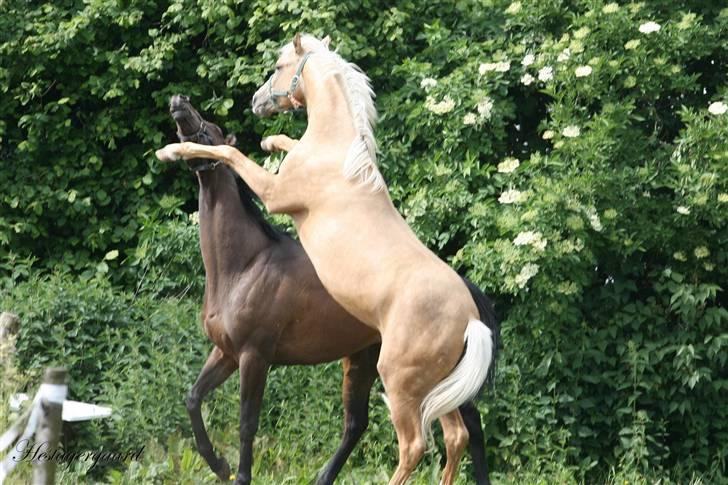 Palomino Pearls Trigger billede 5