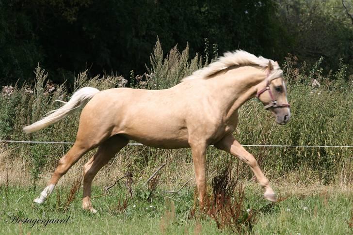 Palomino Pearls Trigger billede 6