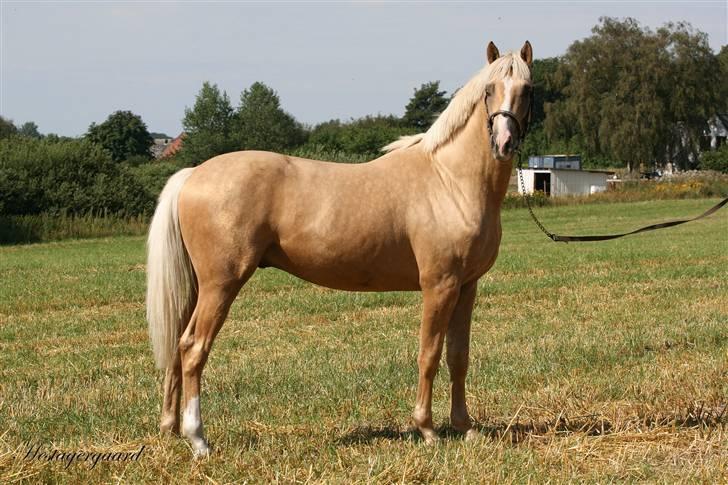 Palomino Pearls Trigger billede 7