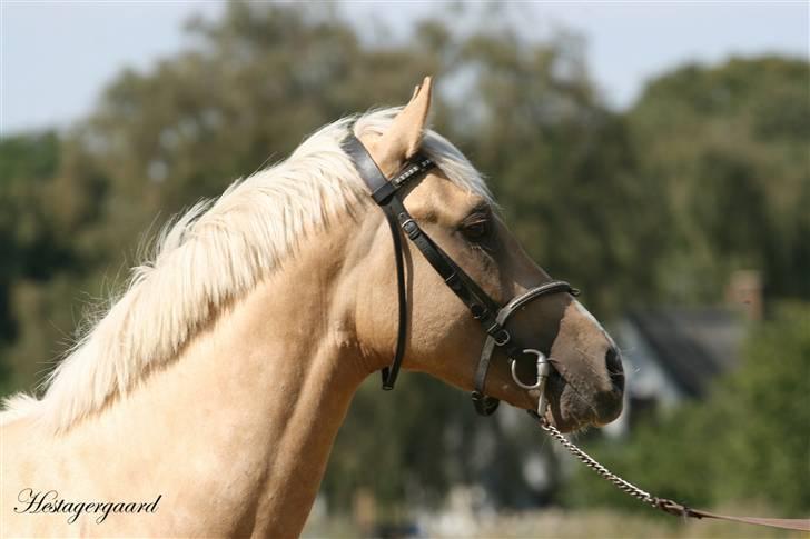 Palomino Pearls Trigger billede 8