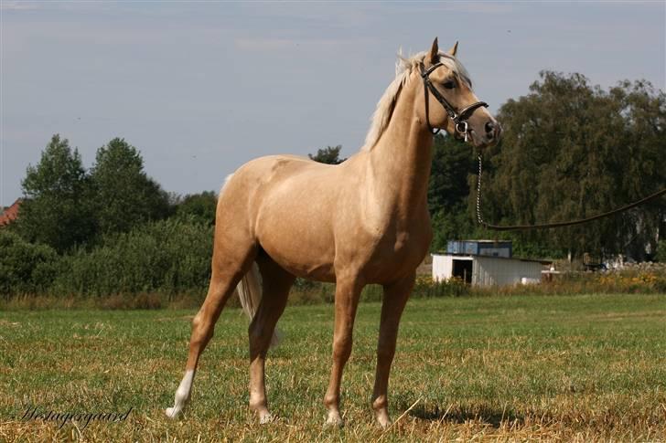 Palomino Pearls Trigger billede 9