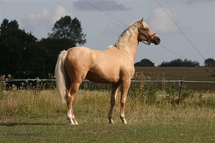 Palomino Pearls Trigger billede 10