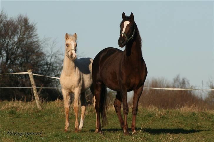 Palomino Pearls Trigger - Vinter 2007-08 - Mor og søn billede 11