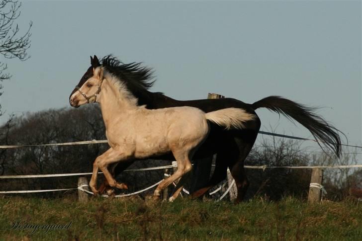 Palomino Pearls Trigger billede 12