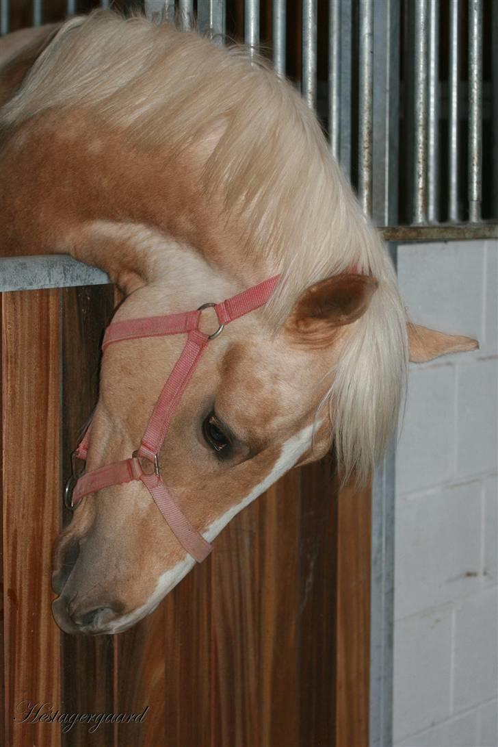 Palomino Pearls Trigger - Trigger er glad for sin nye boks. billede 13