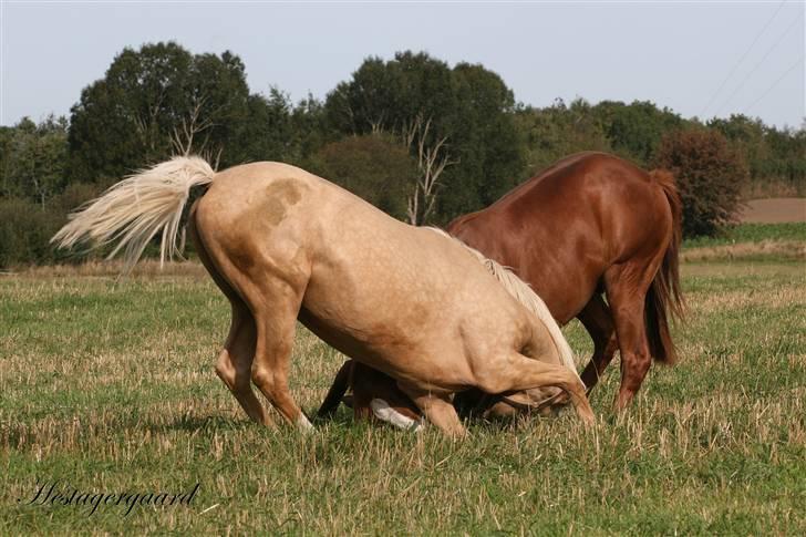 Palomino Pearls Trigger - Leg med Cosco. billede 14