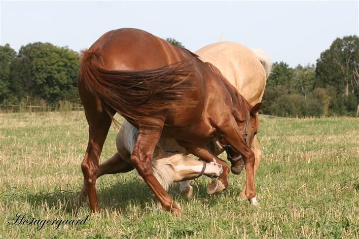 Palomino Pearls Trigger billede 15