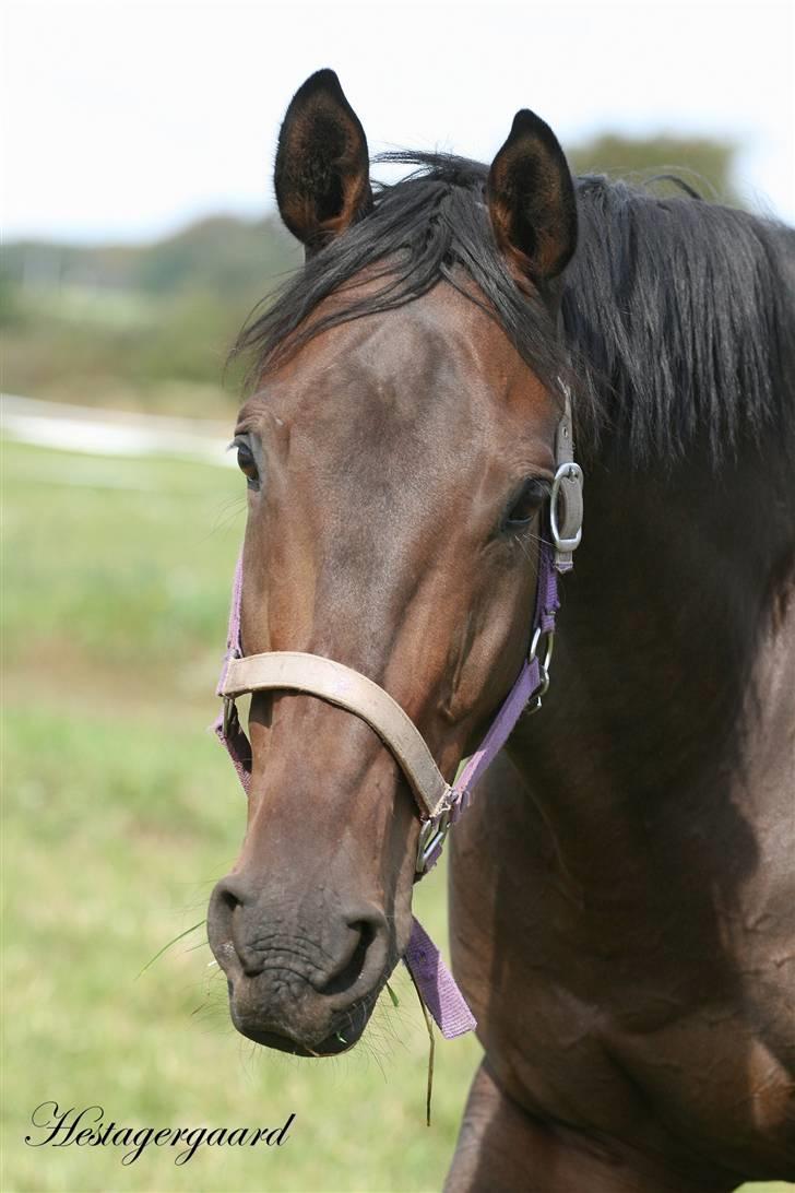 Fuldblod (XX) Naval Prince (IRE) billede 9