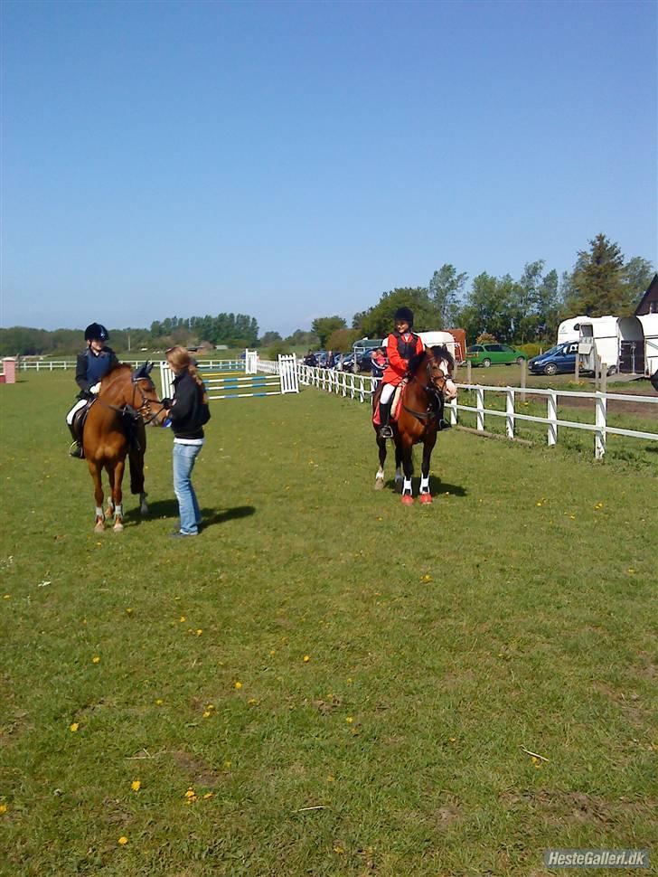 Welsh Pony af Cob-type (sec C) Dorthealyst Leading Star† - stævne HHR LC 2 plads <3 (klassen efter faldt jeg af og brækkede armen :/ billede 15