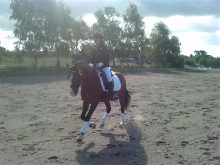 Welsh Pony af Cob-type (sec C) Dorthealyst Leading Star† - stævne HHR opvarmning LB1 4plads august 09 foto:sara andersen billede 16