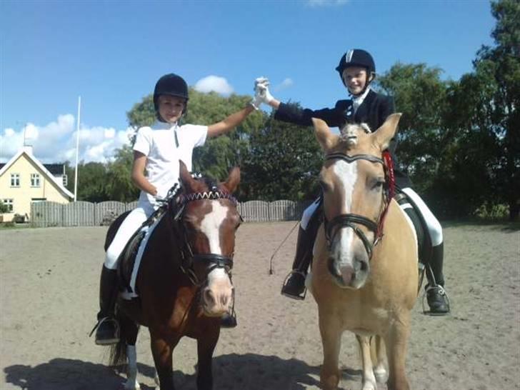 Welsh Pony af Cob-type (sec C) Dorthealyst Leading Star† - de bedste <333 foto: sara andersen billede 18