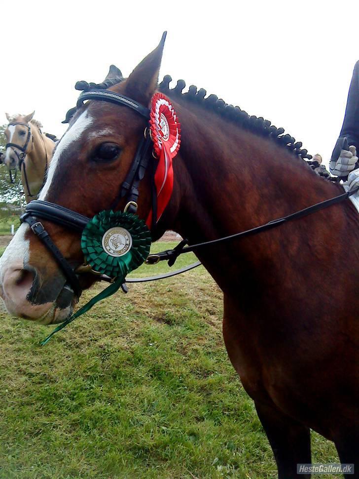 Welsh Pony af Cob-type (sec C) Dorthealyst Leading Star† - hehe dejligt stævne! 4 plads i LC2, og 1 plads i LC3 <3 elsker dig miin´pige! <3 billede 20