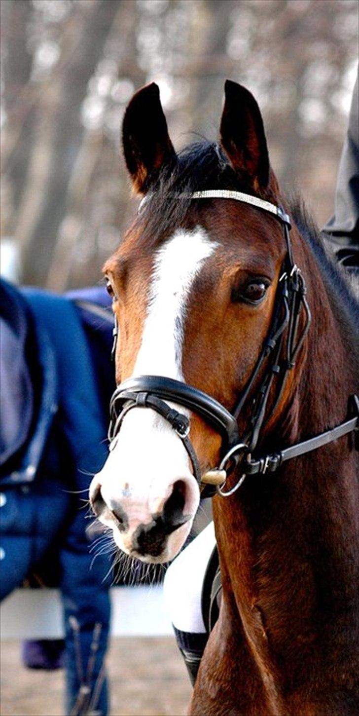 DSP Elmegaardens Don Juan billede 3