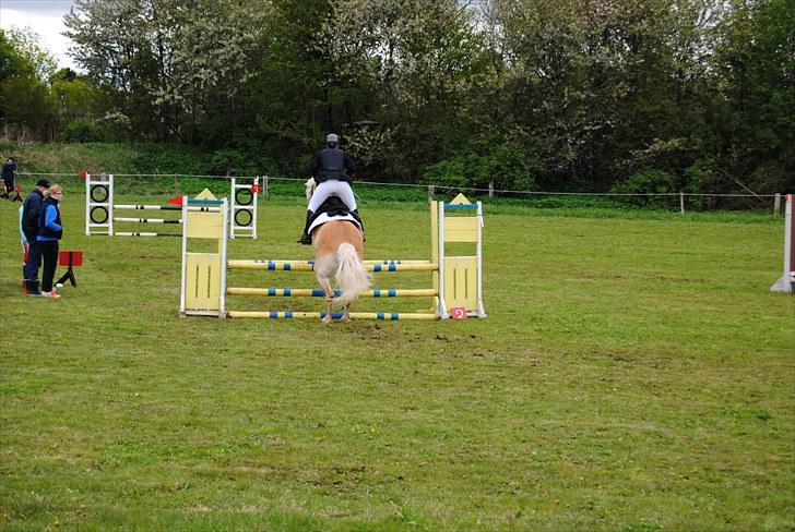 Haflinger Jupiter's bonanza (Tidl. hest) billede 9