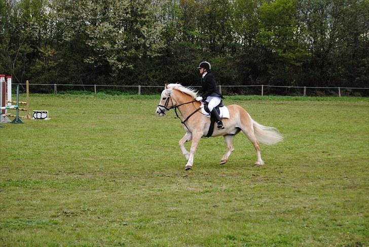 Haflinger Jupiter's bonanza (Tidl. hest) billede 10