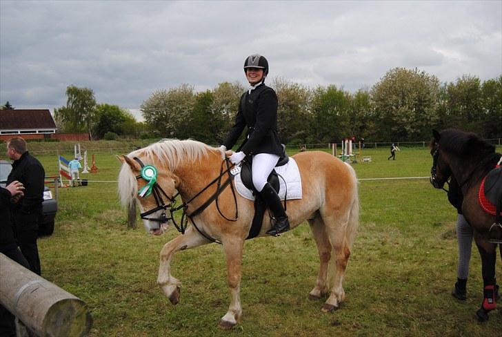 Haflinger Jupiter's bonanza (Tidl. hest) billede 11