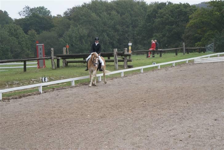 Haflinger Jupiter's bonanza (Tidl. hest) billede 12