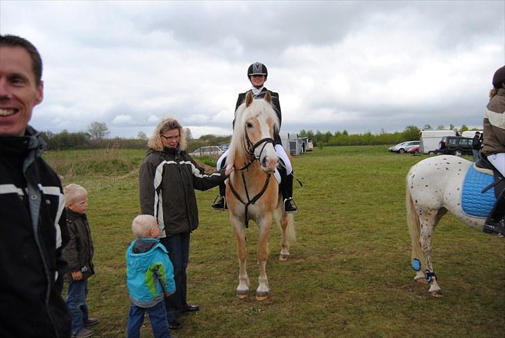Haflinger Jupiter's bonanza (Tidl. hest) billede 13
