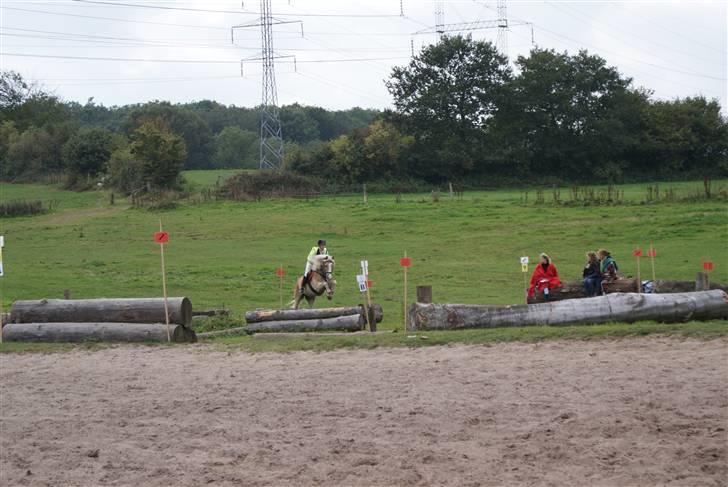 Haflinger Jupiter's bonanza (Tidl. hest) billede 14