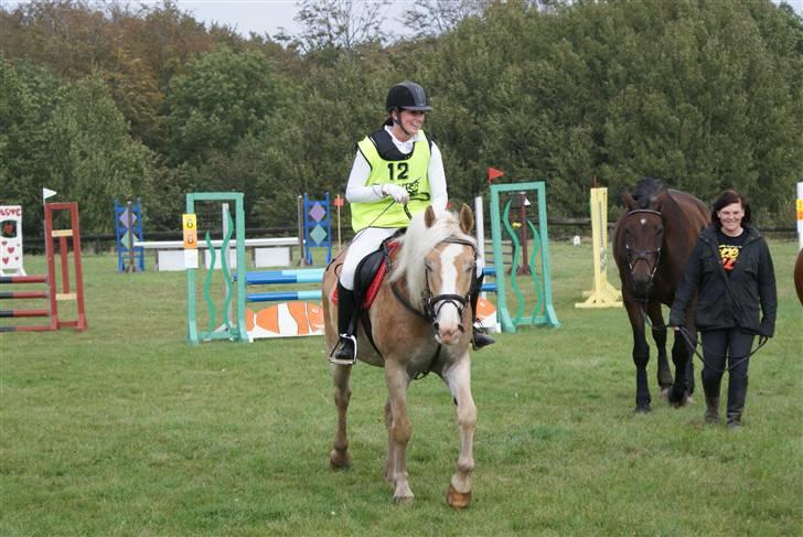 Haflinger Jupiter's bonanza (Tidl. hest) billede 15