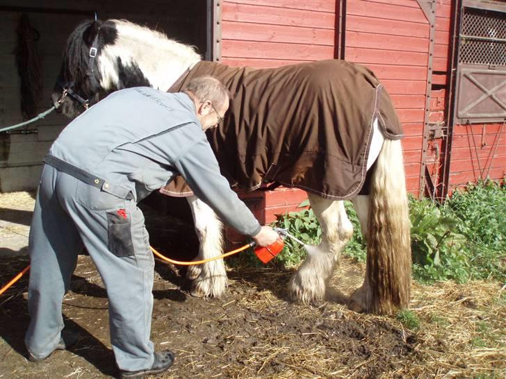 Irish Cob Mr. Sullivan *Avlshingst* - Årlig sepasil benbad, i år med kompresor. ja som kan ses totalt ligeglad billede 20
