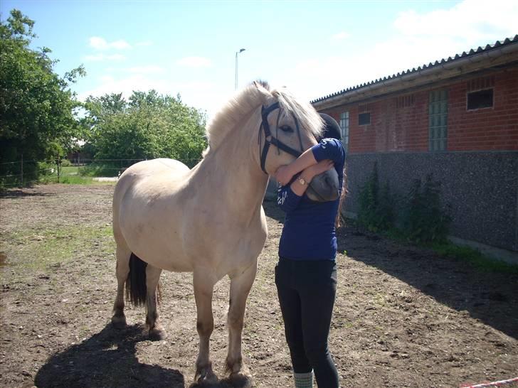 Fjordhest Victor<3 - Mig og Basse<3 billede 1