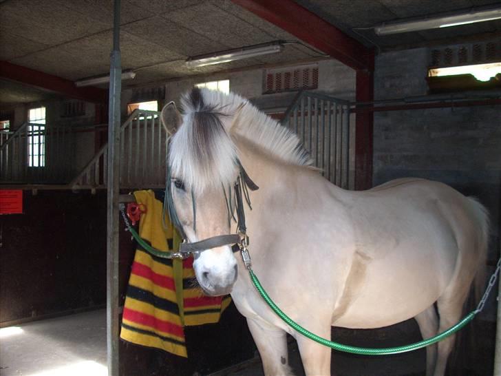 Fjordhest Victor<3 billede 3