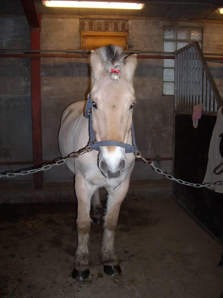 Fjordhest Victor<3 billede 4