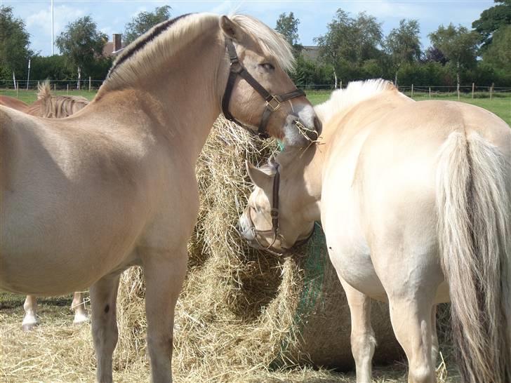 Fjordhest Victor<3 - Victor og Bamse billede 5