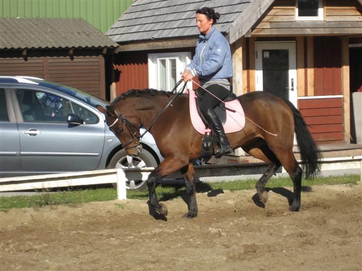 New Forest Alhedens Delight billede 9