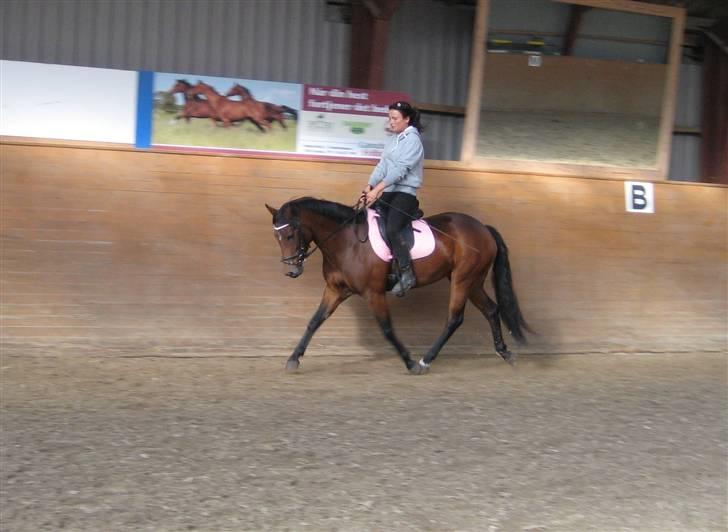 New Forest Alhedens Delight billede 11