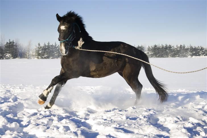 Anden særlig race Barnaby - Barnaby 2½ år billede 6